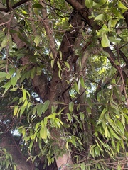 Ficus maclellandii