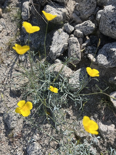 iNaturalist observation photo of goldpoppy
