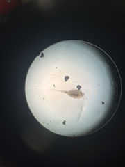 Multicrustacea