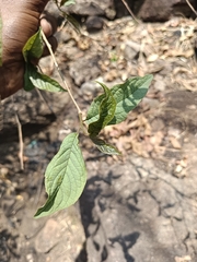 Embelia tsjeriam-cottam