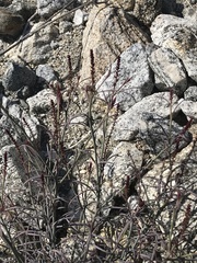 Stillingia linearifolia