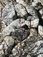 Stillingia linearifolia