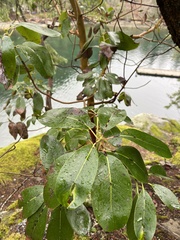 Arbutus menziesii
