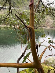 Arbutus menziesii