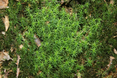 Polytrichum formosum