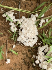 Termitomyces microcarpus