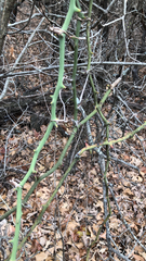 Smilax rotundifolia