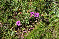 Geranium psilostemon