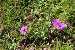 Geranium psilostemon