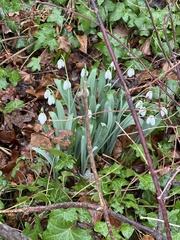 Galanthus
