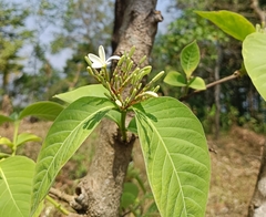 Holarrhena pubescens