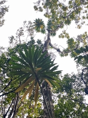 Euphorbia mellifera