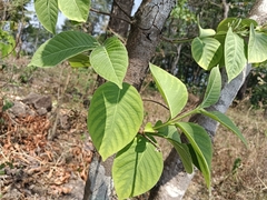 Holarrhena pubescens