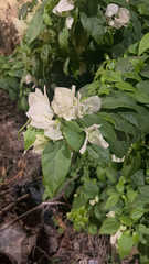Bougainvillea