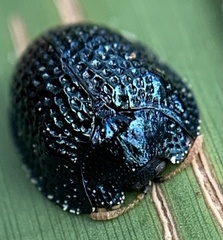 Hemisphaerota cyanea