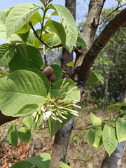 Holarrhena pubescens