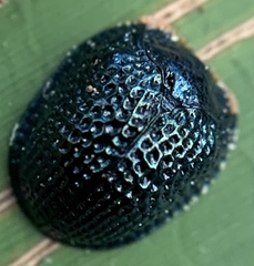 Hemisphaerota cyanea