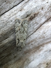 Lithophane ornitopus