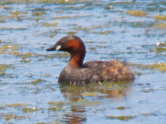 Tachybaptus ruficollis capensis