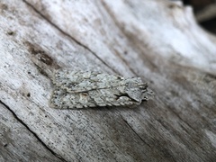 Lithophane ornitopus