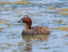 Tachybaptus ruficollis capensis