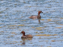 Tachybaptus ruficollis capensis