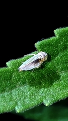 Bucephalogonia xanthophis