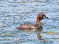 Tachybaptus ruficollis capensis
