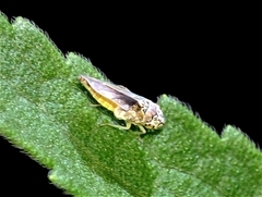 Bucephalogonia xanthophis