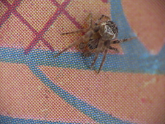 Zilla diodia