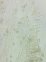 Cortinarius armeniacus