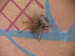 Zilla diodia
