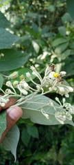 Solanum erianthum