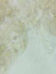 Cortinarius armeniacus