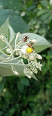 Solanum erianthum