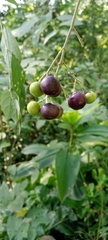 Solanum erianthum