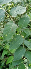 Solanum erianthum
