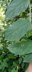Solanum erianthum
