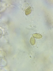 Cortinarius armeniacus