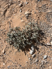 Baileya multiradiata