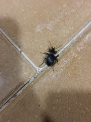 Carabus