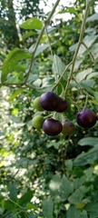 Solanum erianthum