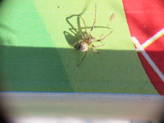 Zilla diodia