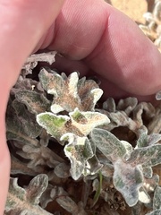 Baileya multiradiata