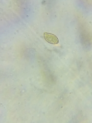 Cortinarius armeniacus