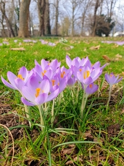 Crocus tommasinianus