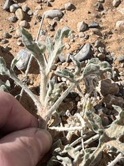 Baileya multiradiata