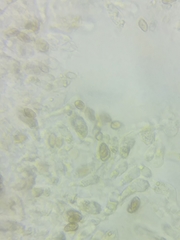 Cortinarius armeniacus