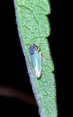 Bucephalogonia xanthophis