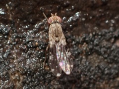 Trixoscelis
